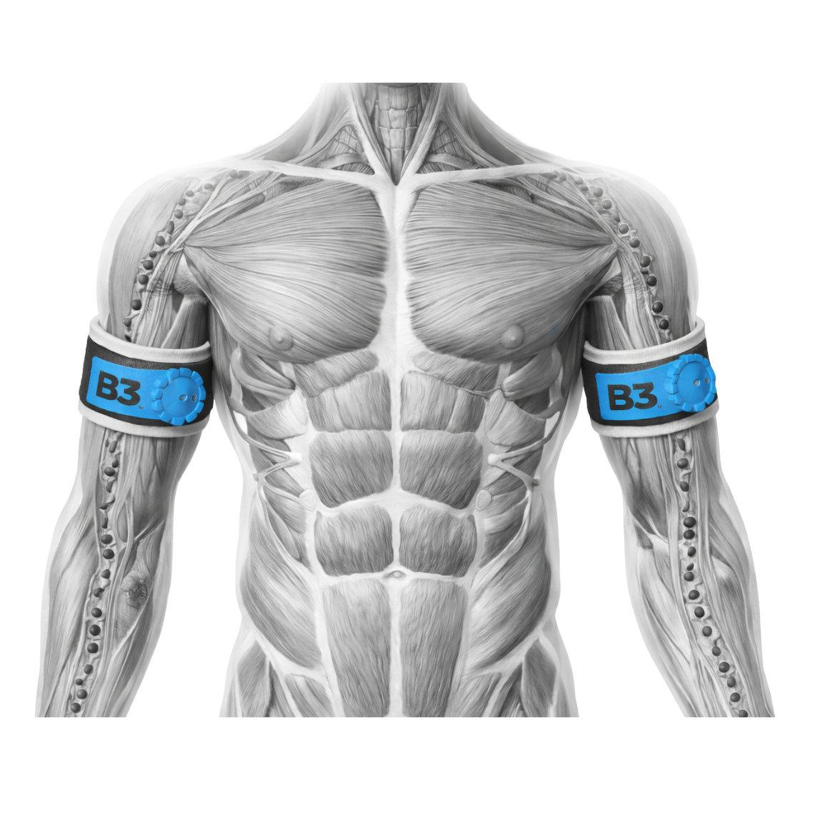 B3 anatomical pic (1)